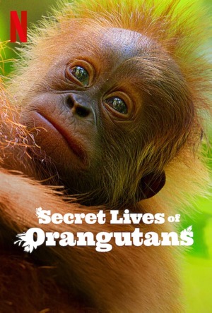 Secret Lives of Orangutans Full Movie Download Free 2024 Dual Audio HD